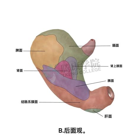 胃位置|【内脏】胃的解剖及其组织学